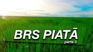 Saiba mais sobre a BRS PIATÃ 3 [upl. by Rhyne]