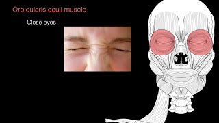 Muscles of facial expression [upl. by Ledua237]