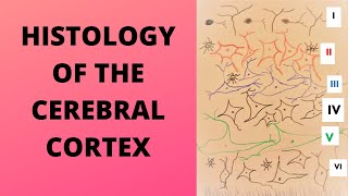 Histology of the cerebral cortex [upl. by Nicolle806]