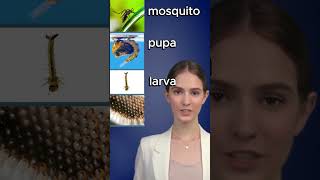 Mosquito Life Cycle  English Vocabulary For Kids english learnenglish shorts [upl. by Susanna]