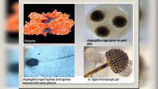 Protocol of extraction of amylase using A niger [upl. by Nylsoj]