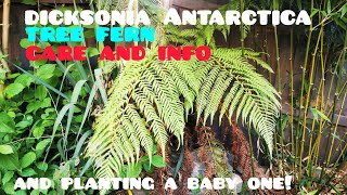 Growing TREE FERNS in colder climates UK care tips and info for growing Dicksonia Antarctica [upl. by Alicec]