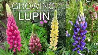 Lupin Flower  How To Grow Lupin Flower Plants  Lupine [upl. by Felicio]