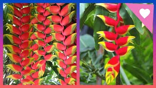 249हैलीकोनिया रोस्ट्राटा के बारे में पूरी जानकारीHow to grow and care Heliconia Rostrata [upl. by Damita]