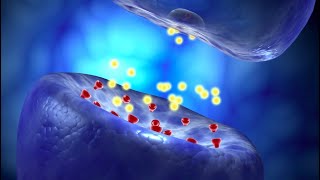 Neural Conduction Action Potential and Synaptic Transmission [upl. by Marra]