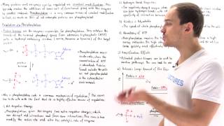 Phosphorylation Covalent Modification [upl. by Ahseele]