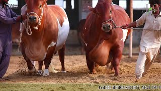 cattle farming in pakistan  JAMAL CATTLE FARM ❤ COLLECTION ❤ [upl. by Swetiana819]