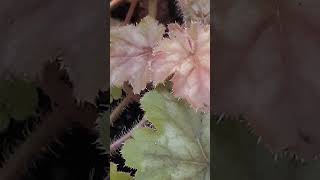 Best Heuchera Varieties plants gardening shorts [upl. by Chappy]