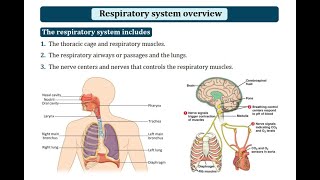 Respiratory system overview [upl. by Kast]