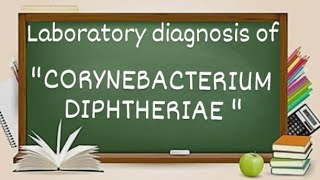 Corynebacterium Diphtheriae laboratory diagnosis [upl. by Bullion761]