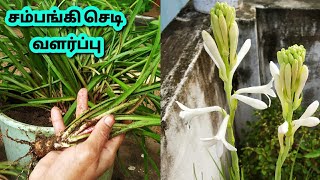 சம்பங்கி செடி வளர்ப்புTube rose plant careGardening Tips Tamil [upl. by Powe]