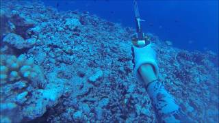 Moorea spearfishing I [upl. by Heringer951]