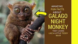 Bush baby pet facts Galago night monkey care [upl. by Parlin409]