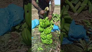 Banana 🍌 Cutting and packing part 139 [upl. by Ahkos]