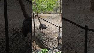 Chennai zoo park deer wildanimals [upl. by Ahsienahs]