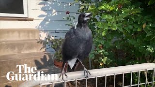 Australian magpie mimics emergency siren during NSW bushfires [upl. by Fadden]