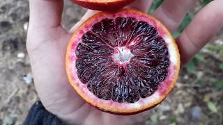 How do I know when blood oranges are red inside [upl. by Ninos678]