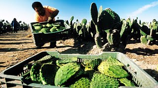 Millions of Nopal Cactus Harvesting 🌵  Nopal Cactus Cultivation  Cactus Farming and Harvest [upl. by Renferd386]