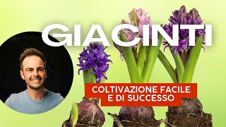 I Giacinti Come coltivare e curare i giacinti con successo [upl. by Laforge]