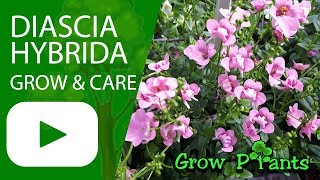 Diascia hybrida  Grow amp care Twinspur [upl. by Erinn]