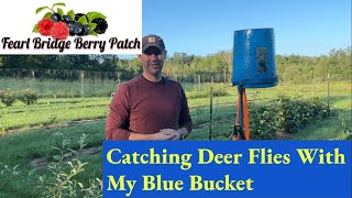 How to get rid of Deer Flies amp Yellow Flies with an easy trap [upl. by Acireh276]