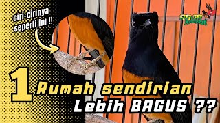 MURAI BATU KARAKTER NUNGGAL ‼️ 1 RUMAH SENDIRIAN LEBIH BAGUS [upl. by Assiar149]