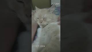 Lovely cat like share subscribe my YouTube channel short viral video Animalsworld6397 [upl. by Onid]