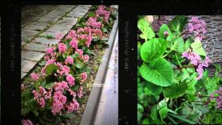 Бадан сердцелистный Bergenia cordifolia [upl. by Hemingway]