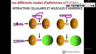 Cytologieبالعربية  3 La Membrane Plasmique  Part 5 Les molecules dadhérence  Ig  Cadhérines [upl. by Ball]