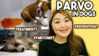 PARVOVIRUS in Dogs symptoms treatment amp prevention  Arah Virtucio [upl. by Ahsekahs642]