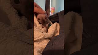 Meet “Indy” adorable Sphynx kitten 8 weeks old sphynxkitten [upl. by Eedyaj231]