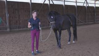 Lesson 14 How to teach Lateral Work In Hand with your Horse [upl. by Iyre]