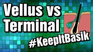 Vellus vs Terminal Hair  KeepItBasik [upl. by Oironoh107]