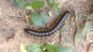 Millipede moving between plants millipedes millipede wormzone kenno worms keeda wormszone [upl. by Leahcim]