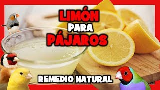 LIMON para CANARIOS y PAJAROS EXOTICOS 🐤 REMEDIOS CASEROS para CANARIOS PERIQUITOS JILGUEROS [upl. by Greta]