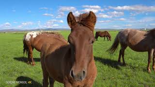 Serene Mongol 4k Horses were saved from butchery [upl. by Aihsikal]