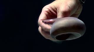 Hagfish Slime [upl. by Robin]