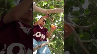 Picking the Terminalia catappa fruit from the tree in minab south of iran fruit [upl. by Molli]