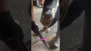 asmr horse hoof hoof hooftrimming hoofcarematters horsegirl shorts satisfying [upl. by Eednahs96]