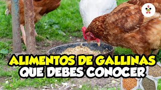 10 Tipos de alimentos para gallinas Desde pollitos hasta ponedoras 🐔🥚 [upl. by Almond]