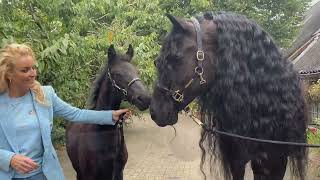 Friesian Horse Kalender  Ambassadeurs editie Samantha Steenwijk en haar Voice Rita en Tina [upl. by Nibuz]