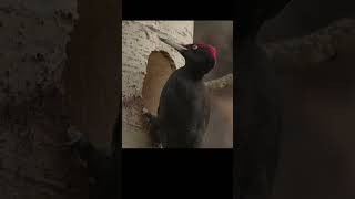 A black woodpecker throws shavings out of a hollow shots birds wildlife [upl. by Janis]