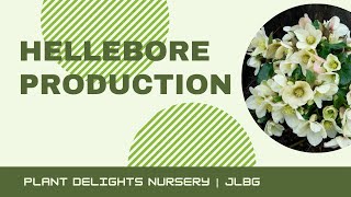 Hellebore Lenten Rose Production at Plant Delights Nursery [upl. by Feinstein544]