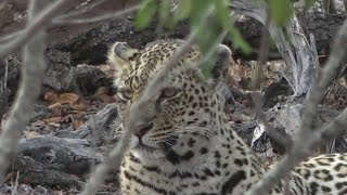 Part 1 Wild Earth Live Safari Drive at 600 AM on Sept 10 2016  Shadow [upl. by Assele]