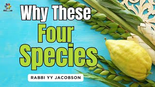 Why These Four Species Rabbi YY Jacobson [upl. by Winston836]