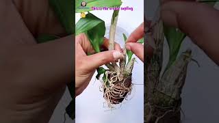 Easy Orchid Repotting potsandpetals amritashaw dendrobiumOrchid onlinrOrchidShopping [upl. by Ihpen]