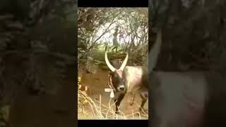 Jallikattu comedy video [upl. by Duffy]