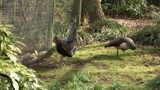 Indian Peafowl Pavo cristatus ♂ Peacock Mating  Balzender Blauer Pfauenhahn 1 [upl. by Einttirb886]