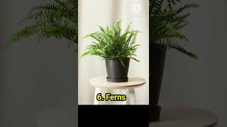 Top 10 Bedroom Plant shorts facts top trendingshorts [upl. by Cataldo]