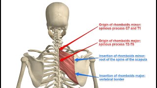 Two Minutes of Anatomy Rhomboid Major and Rhomboid Minor Rhomboids [upl. by Smukler]